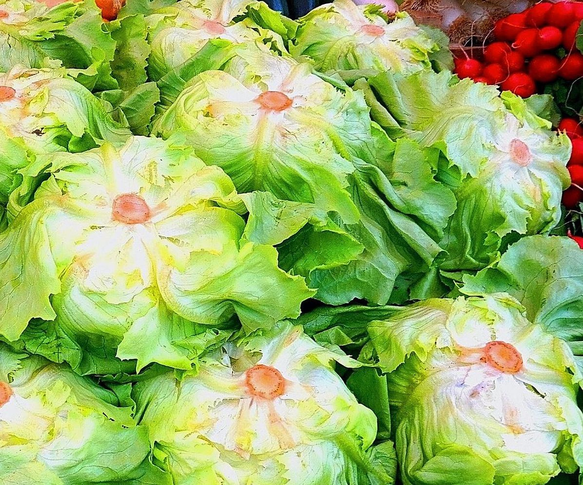 La ensaladera con hojas frescas recién cortadas